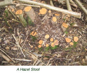 A hazel stool